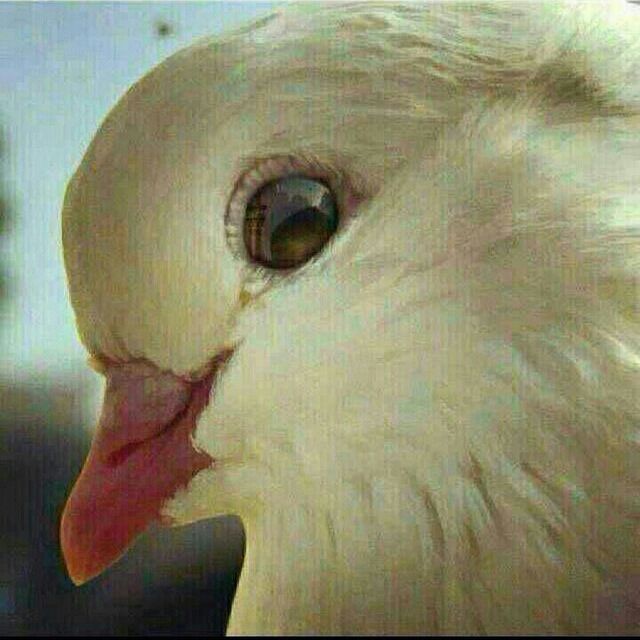 السلام علیک یا علی بن موسی الرضا
